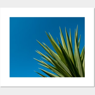 Palm Tree Blue Sky Posters and Art